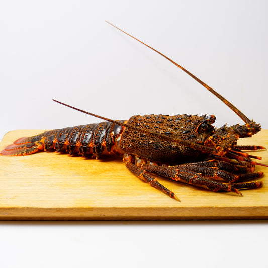 Whole Tristan Lobster (Sashimi Quality)